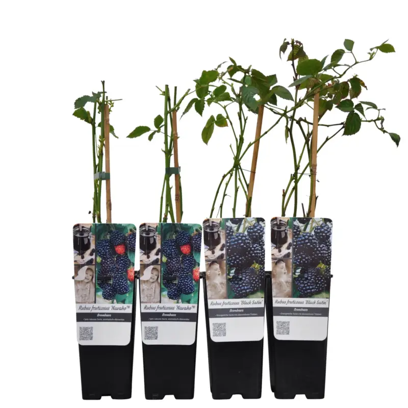 Angebot Brombeeren 'Navaho'® Arapaho(s) & 'Black Satin', Topf 2 Liter, 4 Pflanzen