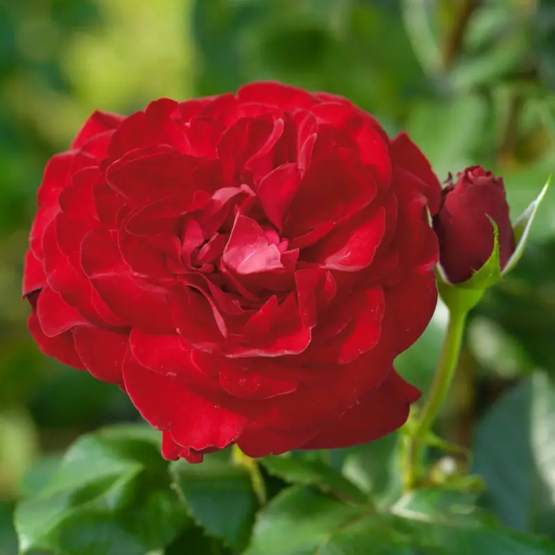 Edelrose 'Marlene®', rot, Topf 5 Liter Bestseller