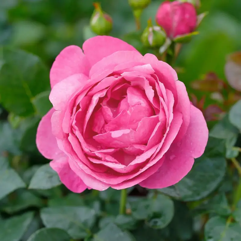 Sichere Zahlung Duftende Edelrose 'Desirée®', rosa, Topf 5 Liter