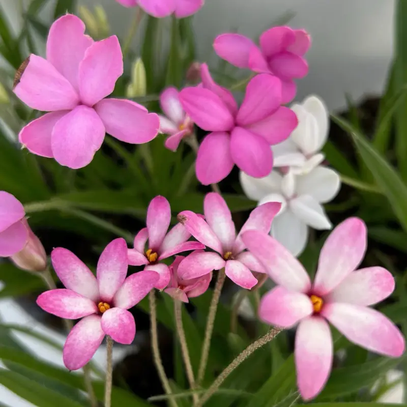 Rhodohypoxis , Farben zufällig, Topf-Ø 13 cm, 6 Pflanzen Preisreduziert
