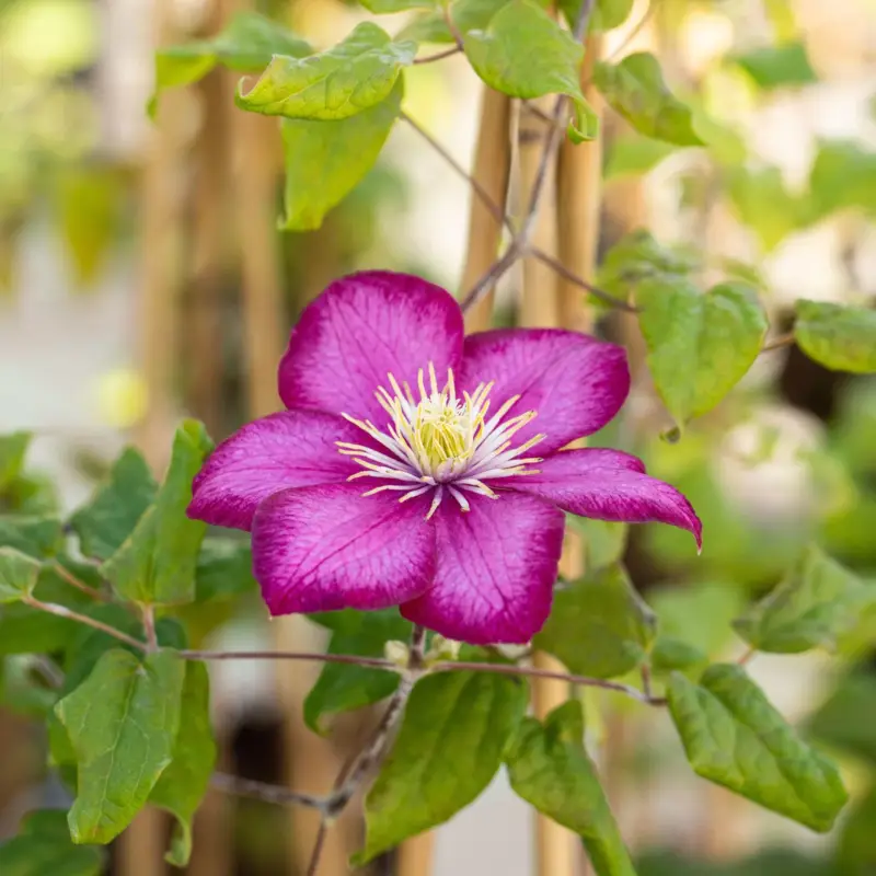 Clematis 'Ville de Lyon', purpurrot, 2er-Set, Topf 2 Liter Zertifiziert