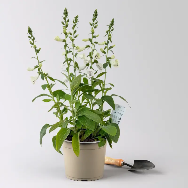Garten-Fingerhut 'Dalmatian White' weiß, Höhe 70-100 cm, Topf 3 Liter Must-Have
