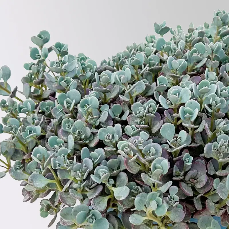 Geprüft Fetthenne, Sedum 'Lidakense', rosarot, Höhe 15-20 cm, Topf 3 Liter