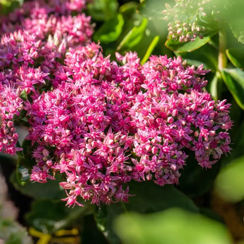 Prächtige Fetthenne 'Abendrot' karminrosa, Höhe 40 cm, Topf 3 Liter Preis Gesenkt