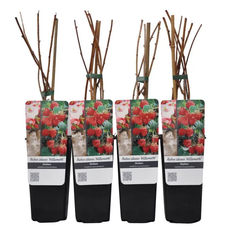 Neu Sommerhimbeeren 'Willamette', Topf 2 Liter, 4 Pflanzen