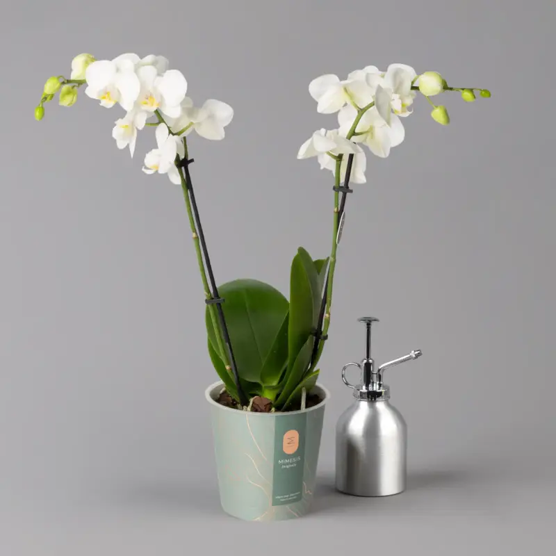 Schmetterlingsorchidee weiß, 2 Rispen, Topf-Ø 12 cm, Höhe ca. 50 cm Preis Gesenkt