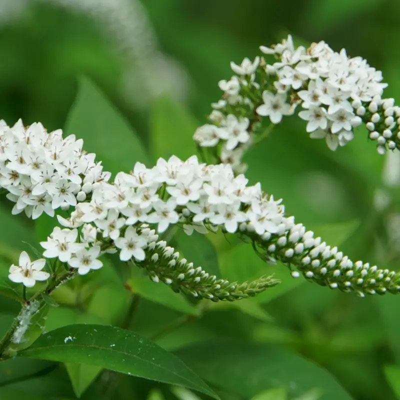 Bio Lysimachia clethroides weiß, Topf 11x11 cm Bestseller