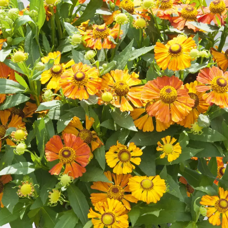 Schnäppchen Sonnenbraut 'Helias Orange' orange, Höhe 80 cm, Topf 3 Liter
