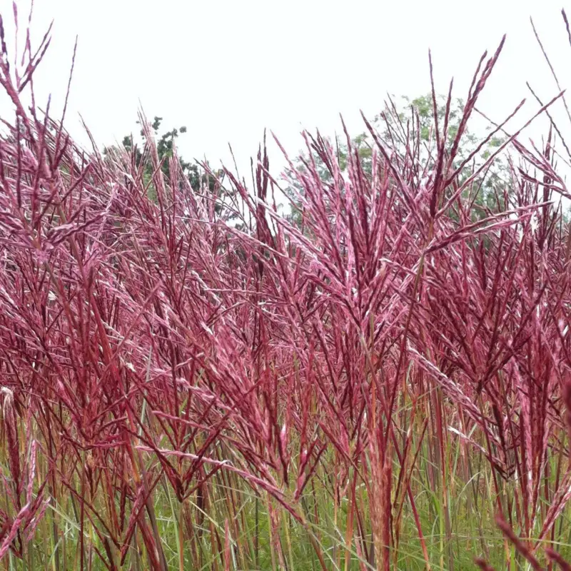 Bio Halbhohes Chinaschilf 'Red Chief' silber-weiß, Höhe 120-150 cm, 5 Liter Topf Jetzt Bestellen