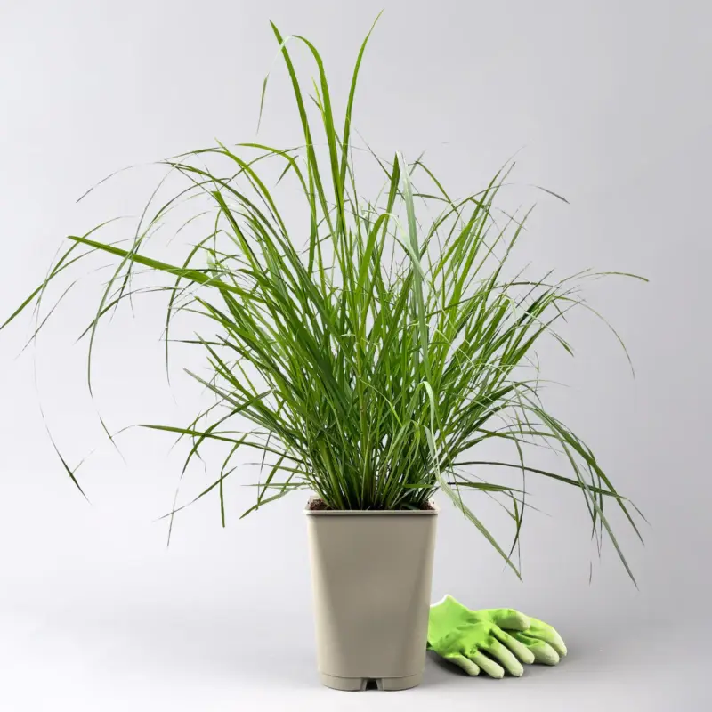 Zertifiziert Bio Lampenputzergras 'National Arboretum' braun, Höhe 60-80 cm, 5 Liter Topf