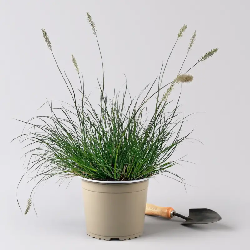Bio Zwerg-Lampenputzergras 'Little Bunny' gelbbraun, Höhe 10-30 cm, 3 Liter Topf Direktkauf