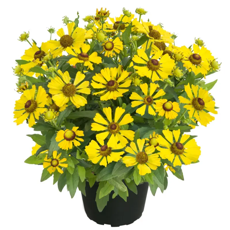 Nur Heute Sonnenbraut 'Helias Yellow' gelb, Höhe 80 cm, Topf 3 Liter
