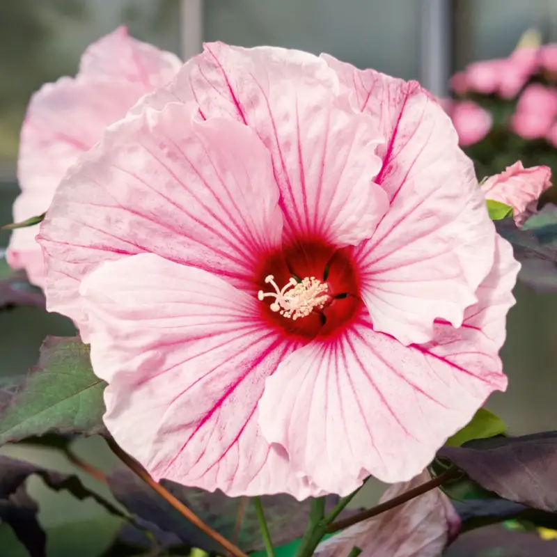 Staudenhibiskus 'Dark Mystery' hellrosa , Höhe 100-150 cm, Topf 5 Liter Preisreduziert