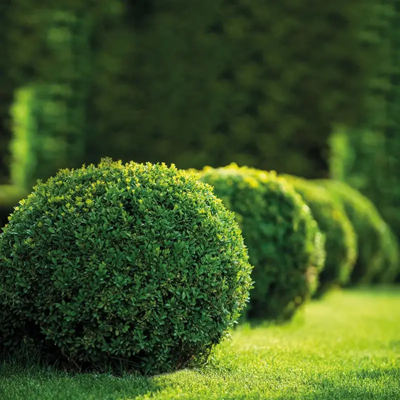 Buchsbaum Kugel, Buxus sempervirens, Kugel Ø 20 cm, Topf 19 cm Ø, 2er Set Begrenztes Angebot
