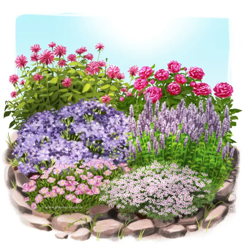 Duftstauden Set, 16 Pflanzen für 3 m², bunt Geprüft