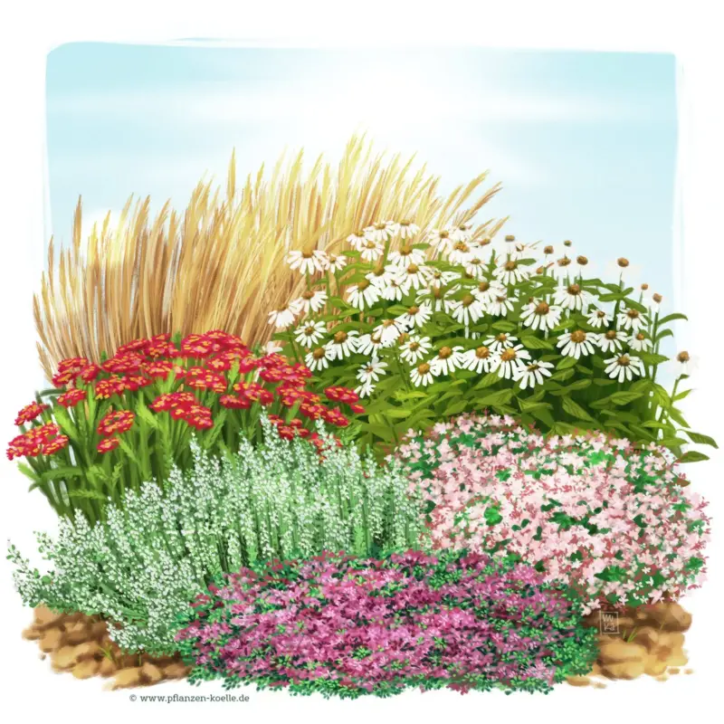 Trockenresistente Stauden Set, 18 Pflanzen für 3 m², bunt Sonderaktion