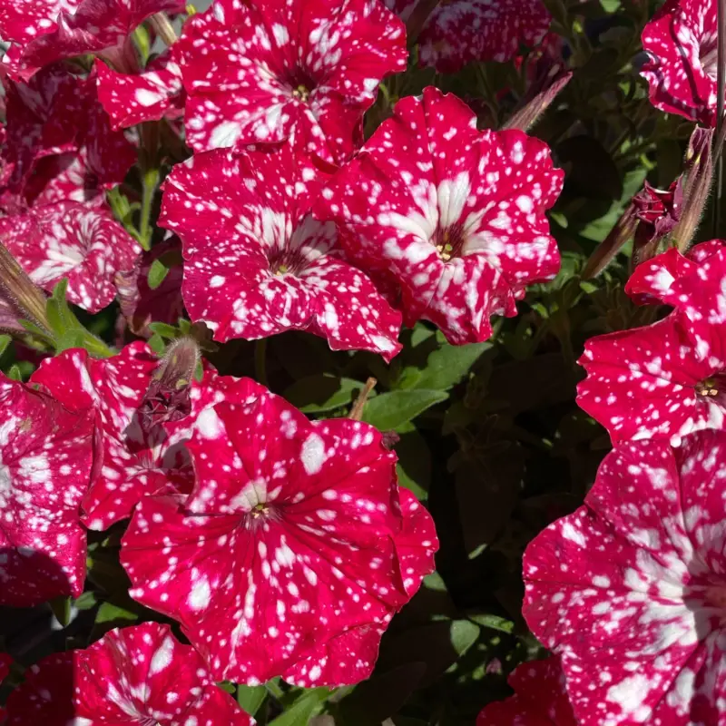 Nur Für Kurze Zeit Petunie 'Cherry Sky' rot-weiß, hängend, Topf-Ø 13 cm, 6 Pflanzen