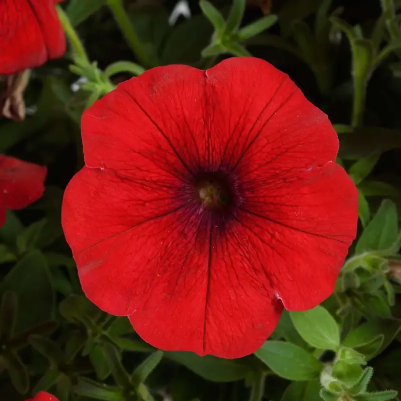 Petunie 'Cascadias™ Chili Red' rot, hängend, Topf-Ø 13 cm, 6 Pflanzen Angebot
