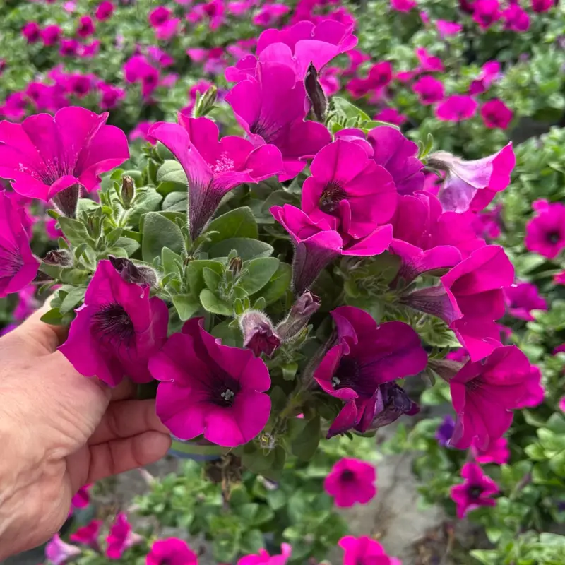 Petunie, fuchsia, hängend, Topf-Ø 13 cm, 6 Pflanzen Knallerangebot