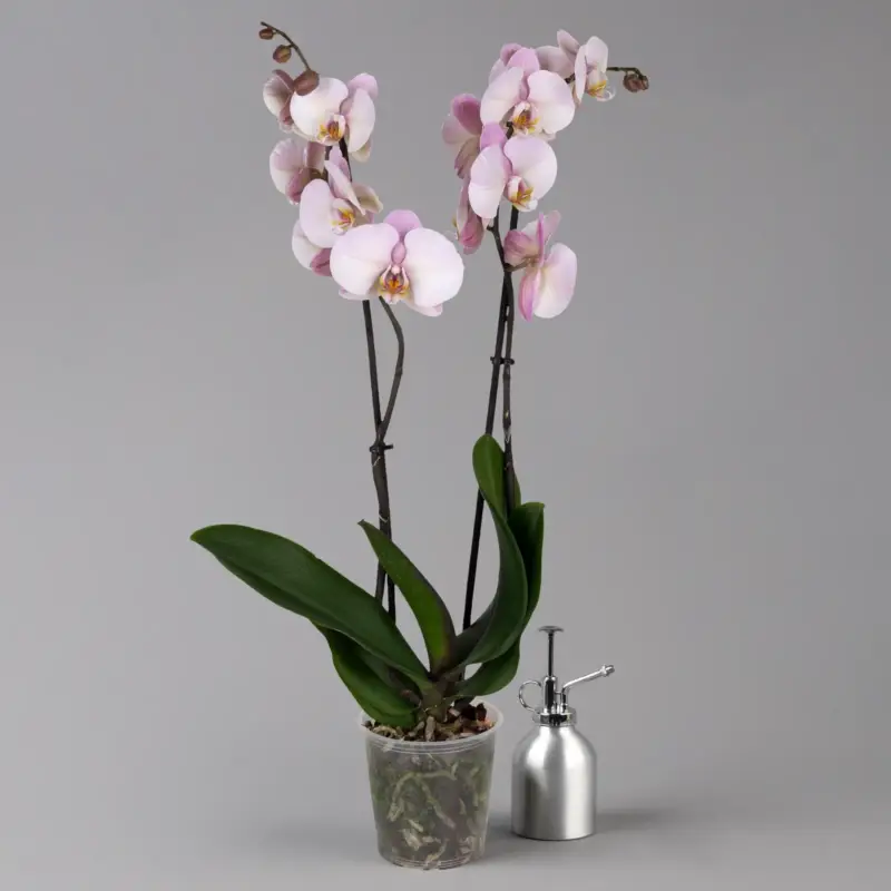 Top-Seller Phalaenopsis hellrosa, 2 Rispen, Topf-Ø 12 cm, Höhe ca. 65 cm