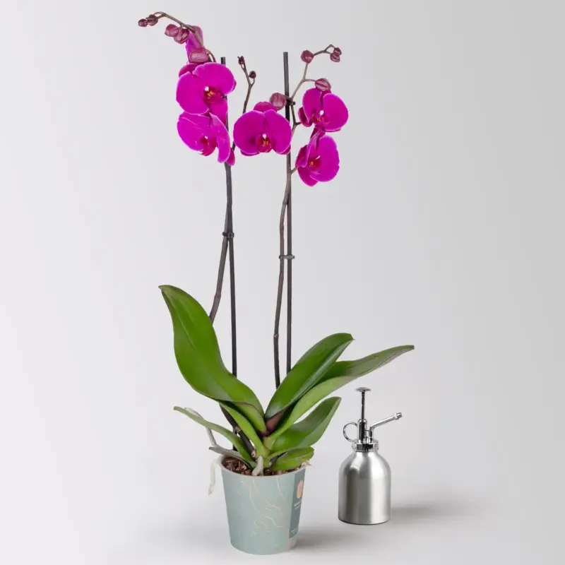 Zertifiziert Phalaenopsis lila, 2 Rispen, Topf-Ø 12 cm, Höhe ca. 60 cm