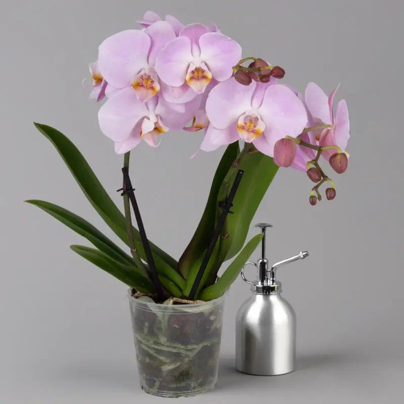 Jetzt Bestellen Phalaenopsis 'Spirit' rosa, 2 Rispen, Topf-Ø 12 cm, Höhe ca. 50 cm