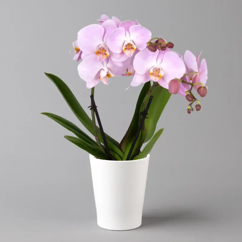 Schmetterlingsorchidee 'Spirit', inkl. Keramiktopf, pink, Topf-Ø 12 cm Preisknaller