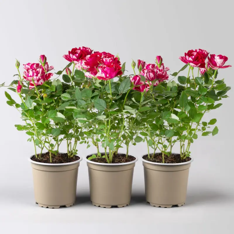 Abverkauf Rose 'Gigi', rot-weiß, Topf-Ø 10,5 cm, 3 Pflanzen