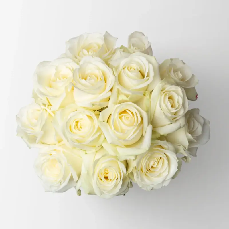 15 weiße Rosen 'Avalanche' Top-Angebot