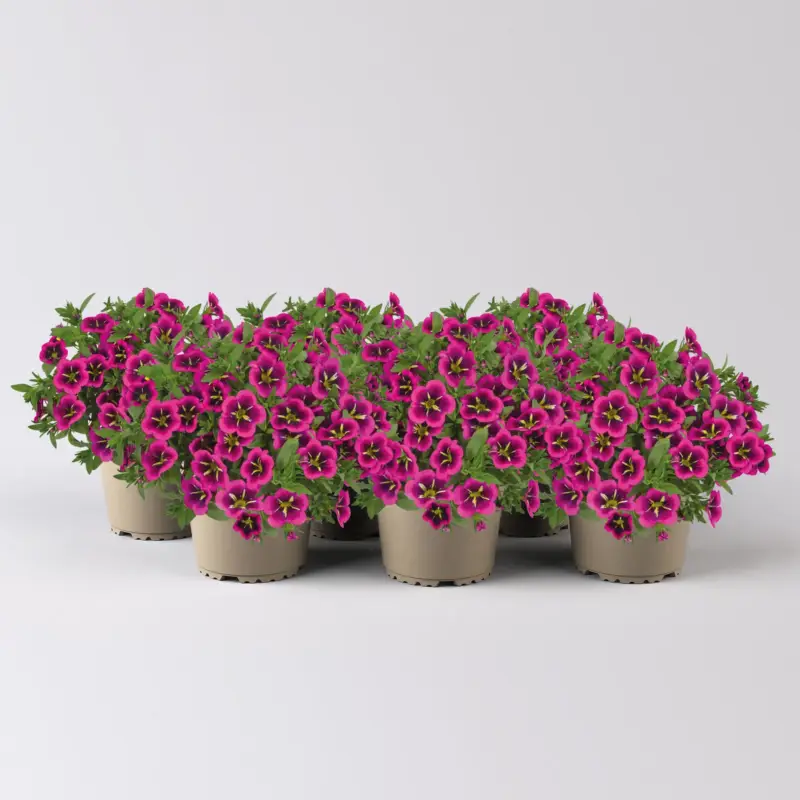 Sonderaktion Zauberglöckchen 'Goodnight Kiss' pink-gelb, Topf-Ø 13 cm, 6 Pflanzen