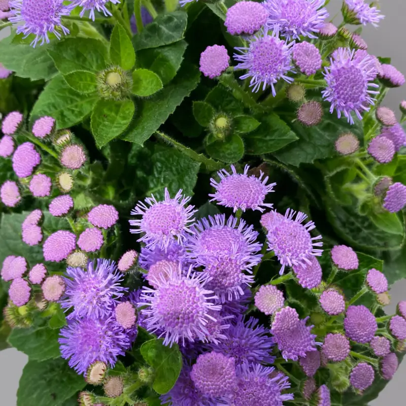Leberbalsam, blau, Topf-Ø 12 cm, 6 Pflanzen Schnäppchen