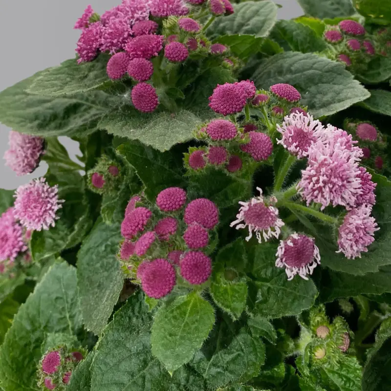 Letzte Chance Leberbalsam, rosa, Topf-Ø 12 cm, 6 Pflanzen