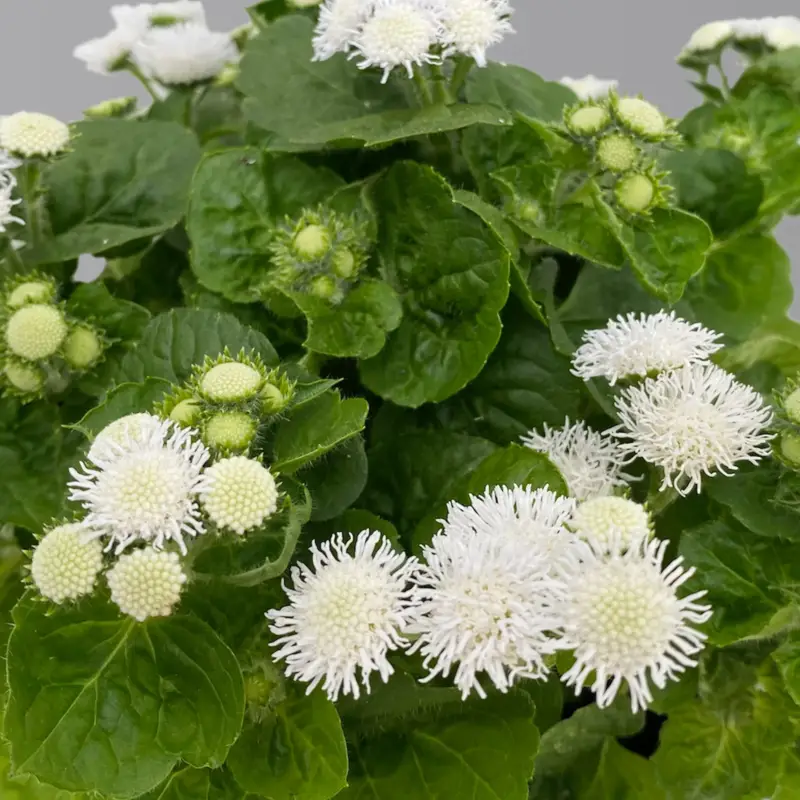 Jetzt Kaufen Leberbalsam, weiß, Topf-Ø 12 cm, 6 Pflanzen