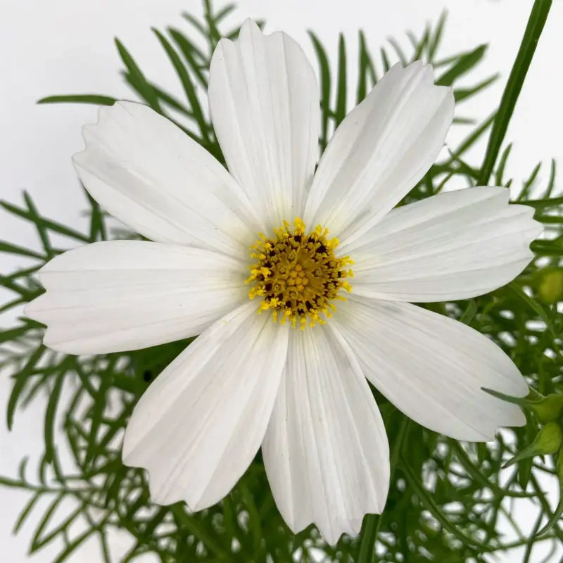 Solange Der Vorrat Reicht Cosmea, weiß, Topf-Ø 13 cm, Höhe ca. 25 cm, 6 Pflanzen
