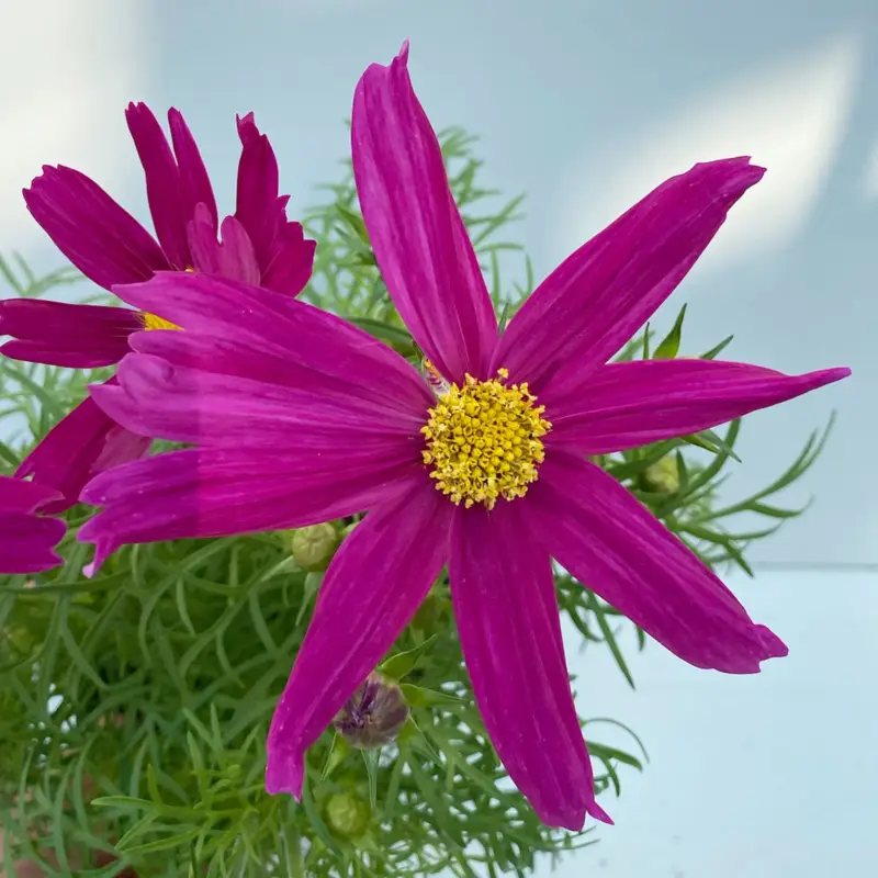 Cosmea, rosarot, Topf-Ø 13 cm, Höhe ca. 25 cm, 6 Pflanzen Mega-Angebot