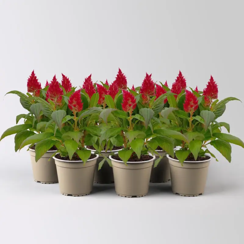 Zertifiziert Celosia 'Kelos Fire Red', rot, Topf-Ø 12 cm, 6 Pflanzen