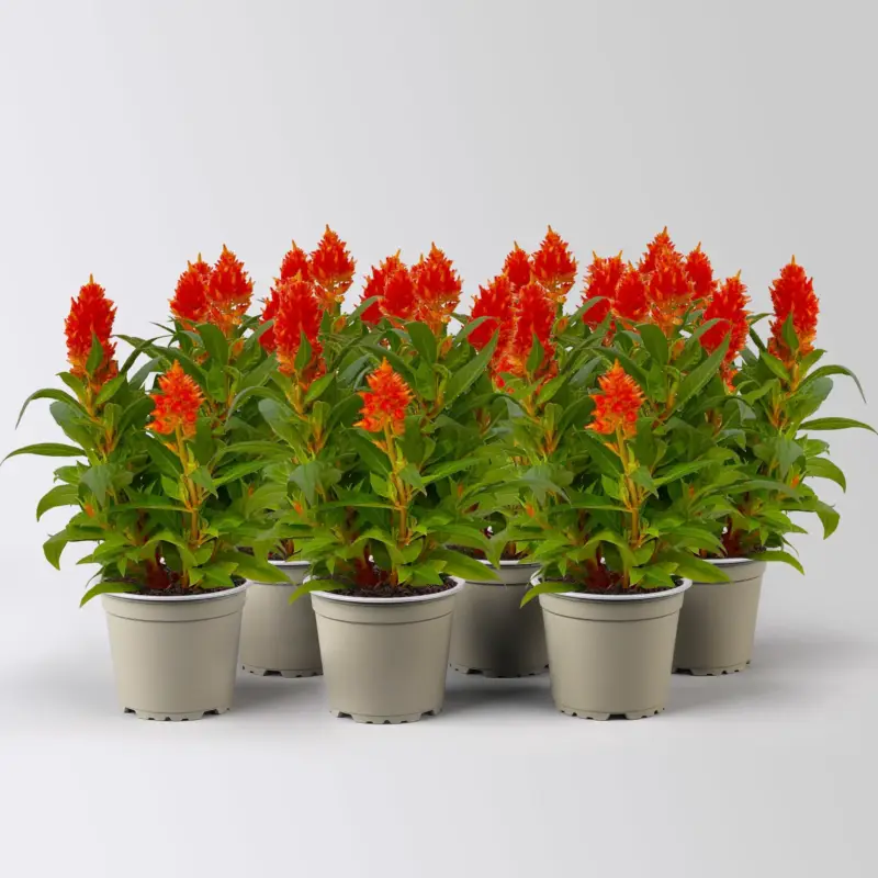 Top-Angebot Celosia 'Kelos Fire Orange', orange, Topf-Ø 12 cm, 6 Pflanzen