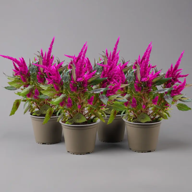 Celosia 'Javelin' lila, Topf-Ø 14 cm, 4er-Set Angebot