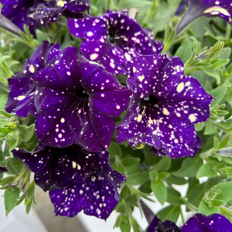 Highlight Petunie 'Midnight Sky' lila-weiß, hängend, Topf-Ø 13 cm, 6 Pflanzen