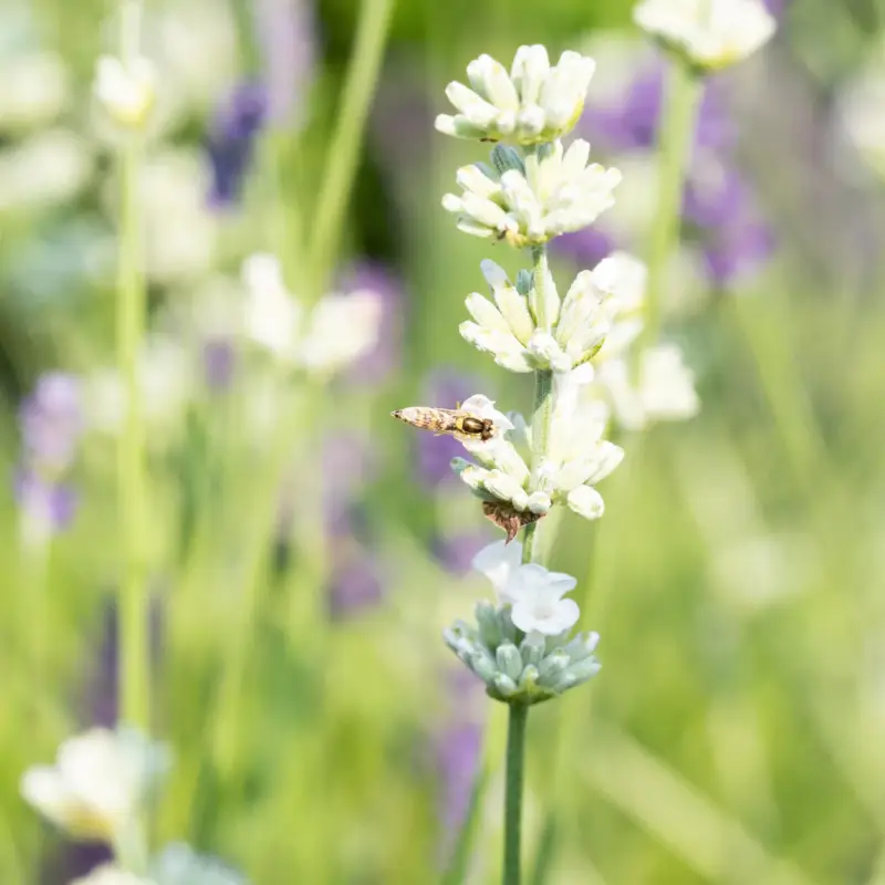 Lavendel, weiß, Topf-Ø 13 cm, 6 Pflanzen Top-Seller