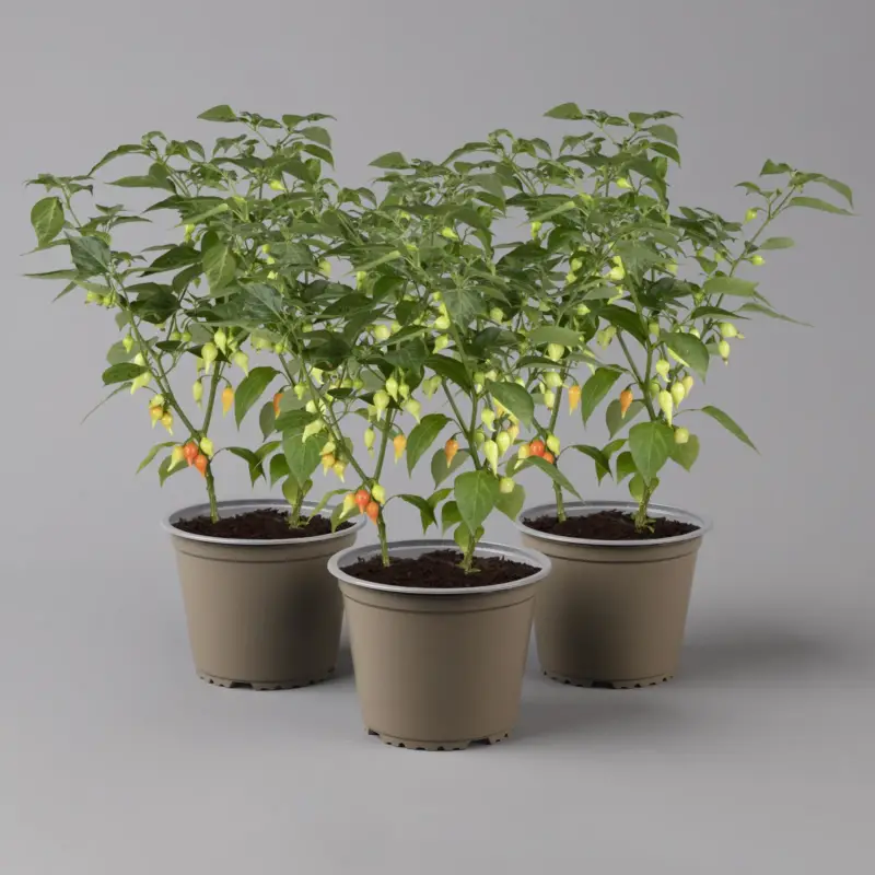 Preis Gesenkt Blu Bio Tropfen-Chili, Topf-Ø 12 cm, 3er Set