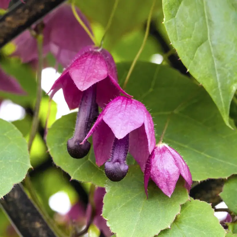 Begrenztes Angebot Rhodochiton purrpurrot/lila, Pyramide, Topf-Ø 13 cm, 2er-Set