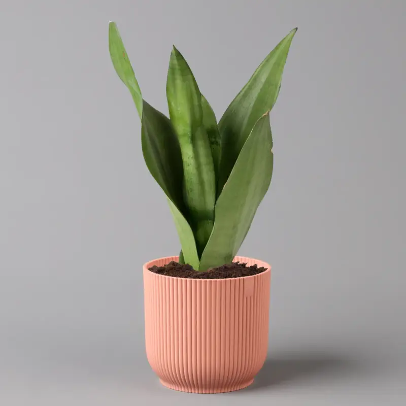 Bogenhanf 'Moonshine' in Übertopf Vibes rosa, Topf-Ø 12 cm, Höhe ca. 45 cm Rabatt