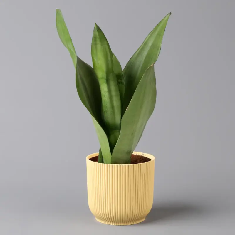 Billig Bogenhanf 'Moonshine' in Übertopf Vibes gelb, Topf-Ø 12 cm, Höhe ca. 45 cm