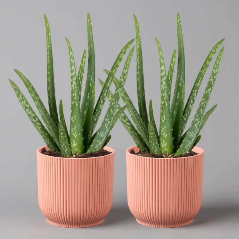 Zertifiziert Aloe vera in Übertopf Vibes rosa, Topf-Ø 12 cm, Höhe ca. 35 cm, 2er-Set