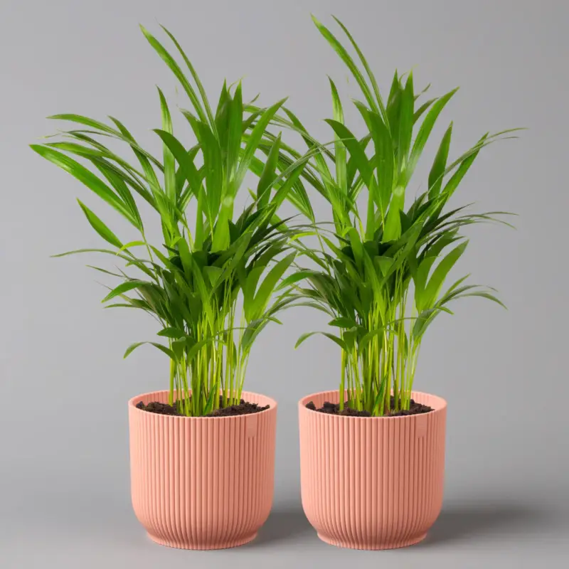 Mega-Angebot Goldfruchtpalme in Übertopf Vibes rosa, Topf-Ø 13 cm, Höhe ca. 20-30 cm, 2er-Set