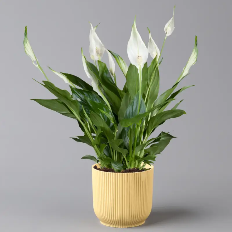 Einblatt 'Bellini' in Übertopf Vibes gelb, Topf-Ø 13 cm, Höhe ca. 30 cm Preisreduziert
