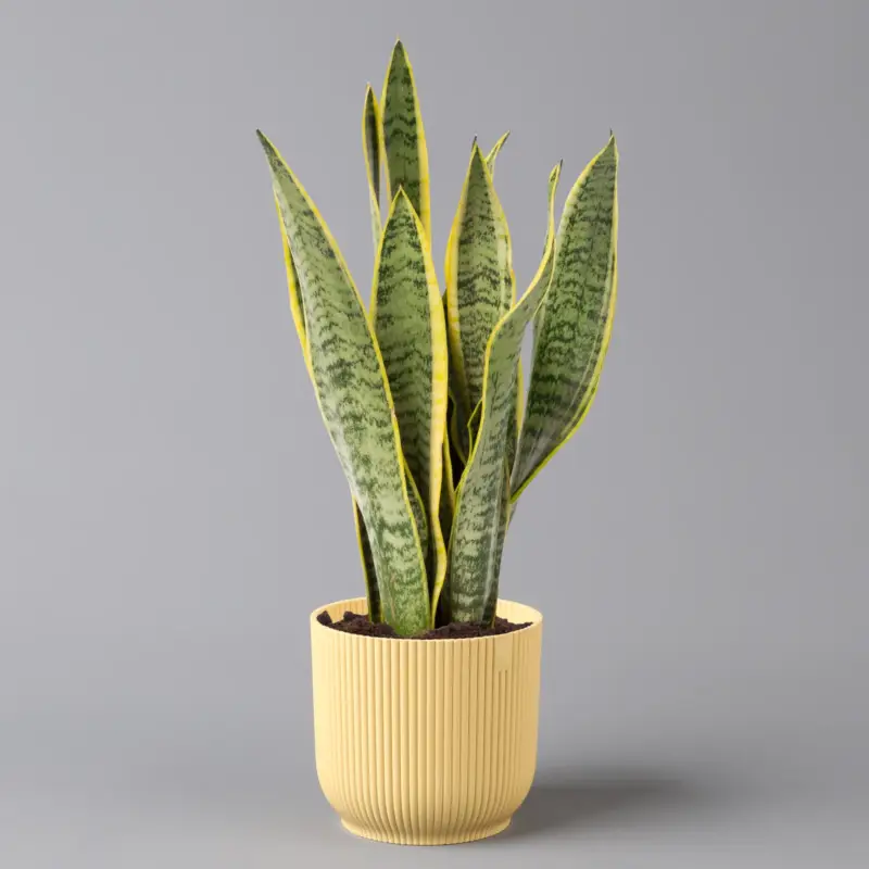 Top-Preis Bogenhanf in Übertopf Vibes gelb, Topf-Ø 12 cm, Höhe ca. 45 cm