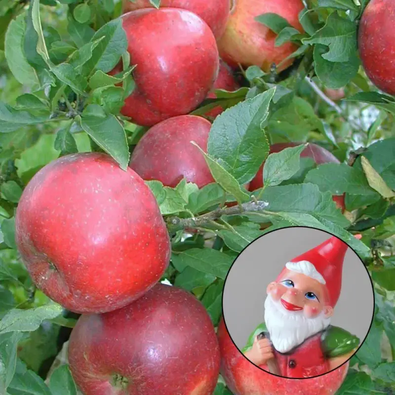 Kölle Bio Zwergapfel 'PidiⓈ' im Topf 7,5 Liter Rabatt