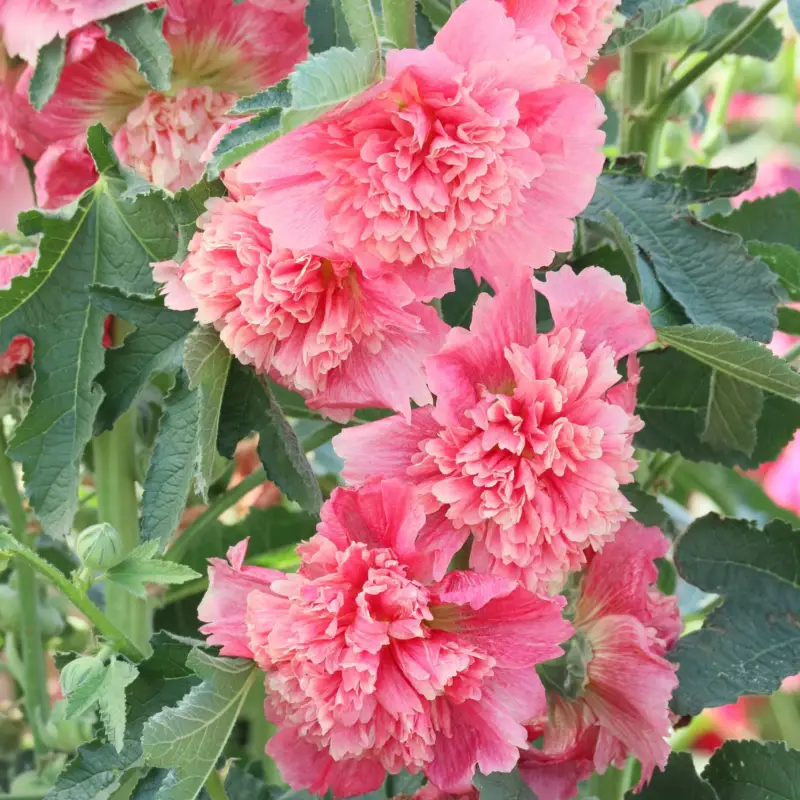 Nur Heute Stockrose, rosa, Topf-Ø 13 cm, 6 Pflanzen